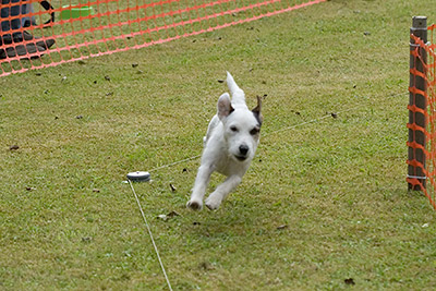 Russell Terrier Rennen auf der Rabeninsel